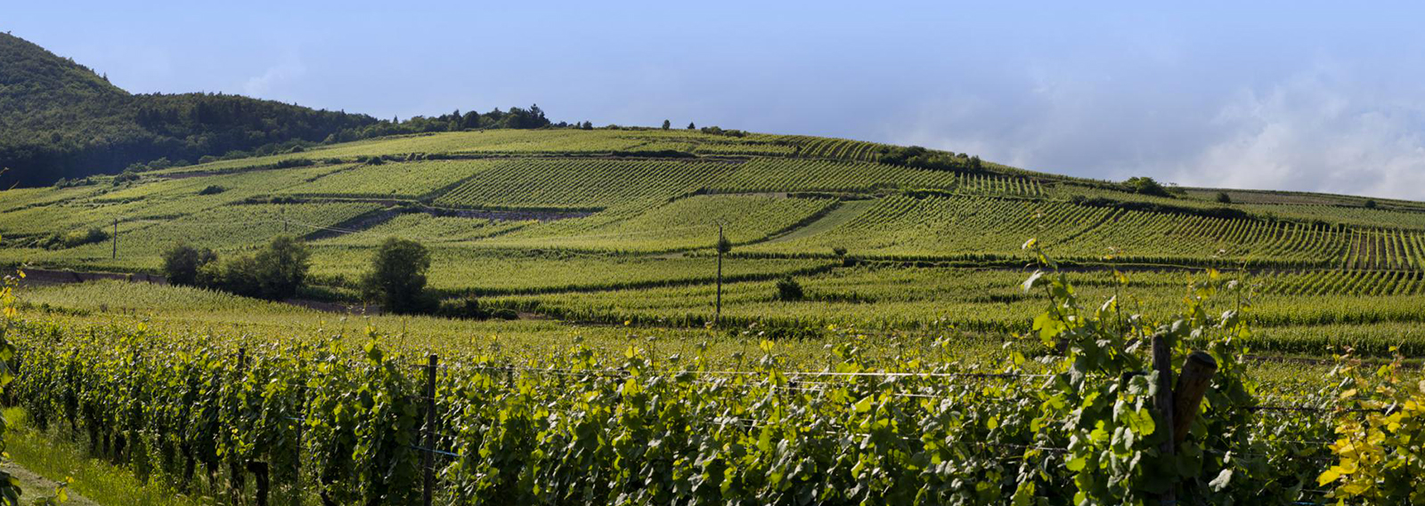Grand Cru Hengst