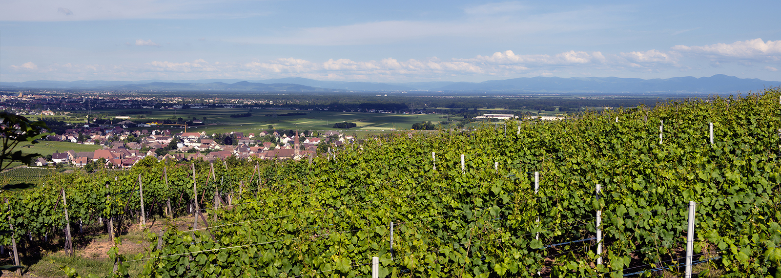 Grand Cru Pfersigberg
