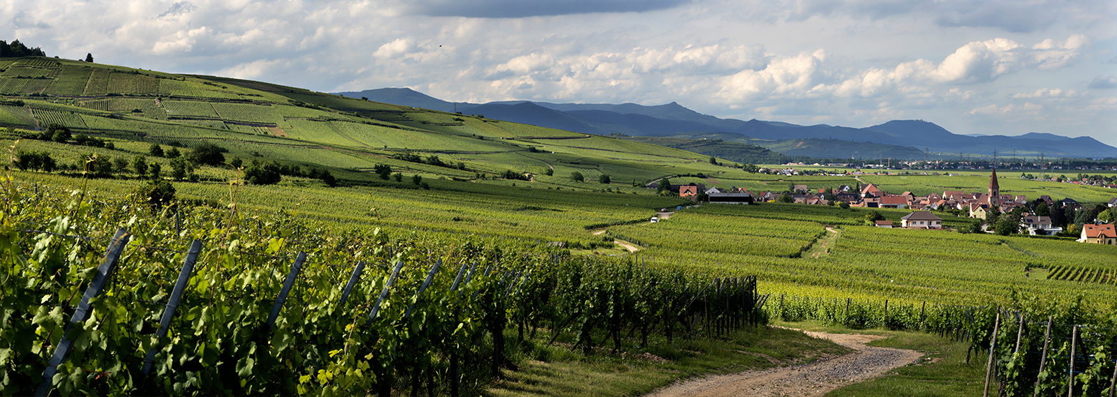 Grand Cru Steingrübler